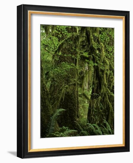 Big Leaf Maples in the Hoh Rain Forest in Olympic National Park, Washington-Jerry Ginsberg-Framed Photographic Print