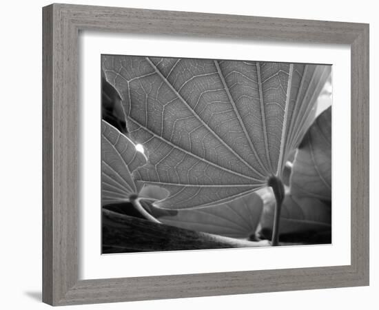 Big Leaf-SOIL-Framed Photographic Print