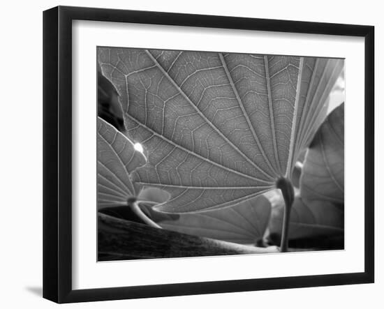 Big Leaf-SOIL-Framed Photographic Print