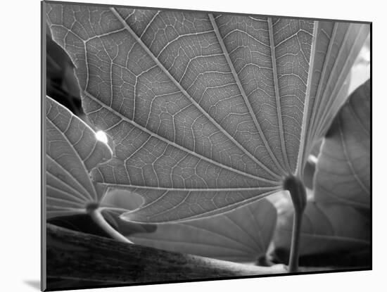 Big Leaf-SOIL-Mounted Photographic Print