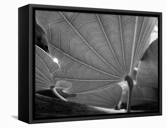 Big Leaf-SOIL-Framed Premier Image Canvas