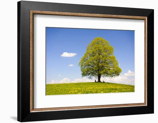 Big Lime-Tree as a Single Tree in the Spring-Wolfgang Filser-Framed Photographic Print