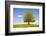 Big Lime-Tree as a Single Tree in the Spring-Wolfgang Filser-Framed Photographic Print