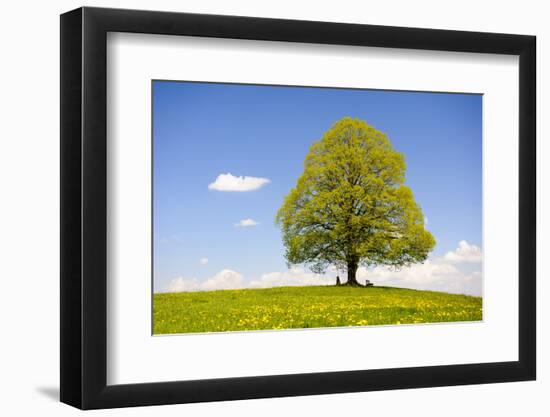 Big Lime-Tree as a Single Tree in the Spring-Wolfgang Filser-Framed Photographic Print