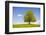 Big Lime-Tree as a Single Tree in the Spring-Wolfgang Filser-Framed Photographic Print