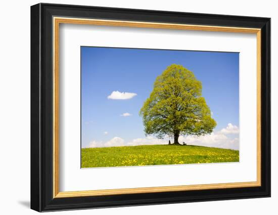 Big Lime-Tree as a Single Tree in the Spring-Wolfgang Filser-Framed Photographic Print