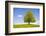 Big Lime-Tree as a Single Tree in the Spring-Wolfgang Filser-Framed Photographic Print