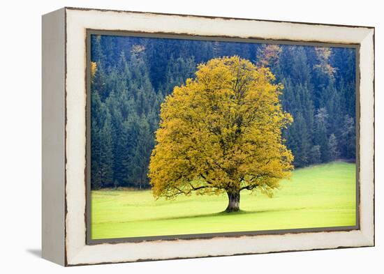 Big Maple as a Single Tree in Autumn-Wolfgang Filser-Framed Premier Image Canvas