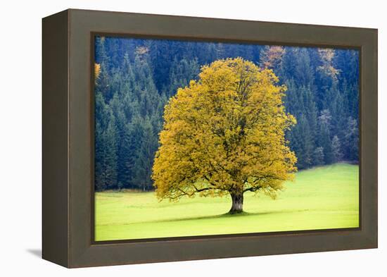 Big Maple as a Single Tree in Autumn-Wolfgang Filser-Framed Premier Image Canvas