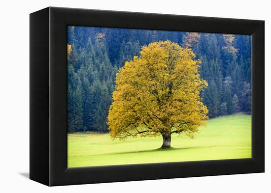 Big Maple as a Single Tree in Autumn-Wolfgang Filser-Framed Premier Image Canvas