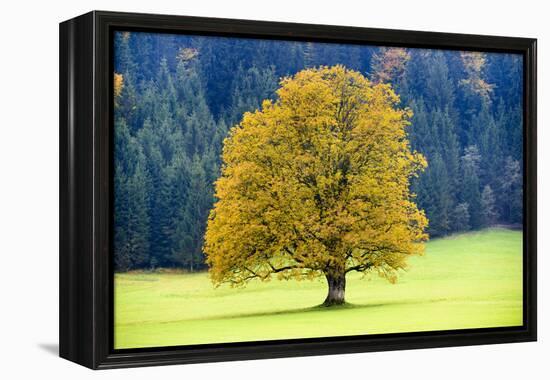 Big Maple as a Single Tree in Autumn-Wolfgang Filser-Framed Premier Image Canvas