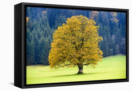 Big Maple as a Single Tree in Autumn-Wolfgang Filser-Framed Premier Image Canvas