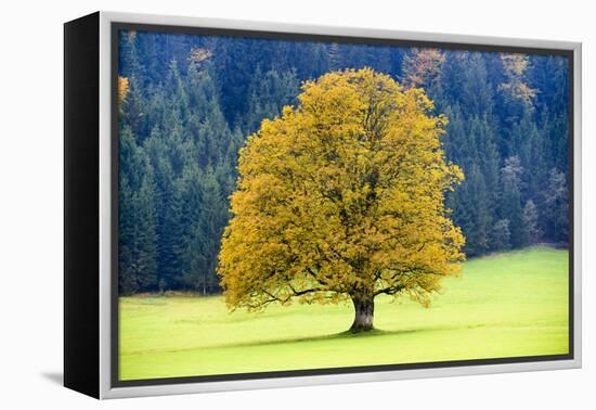 Big Maple as a Single Tree in Autumn-Wolfgang Filser-Framed Premier Image Canvas