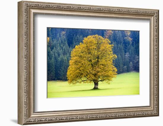 Big Maple as a Single Tree in Autumn-Wolfgang Filser-Framed Photographic Print