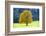 Big Maple as a Single Tree in Autumn-Wolfgang Filser-Framed Photographic Print