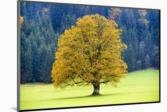 Big Maple as a Single Tree in Autumn-Wolfgang Filser-Mounted Photographic Print