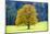 Big Maple as a Single Tree in Autumn-Wolfgang Filser-Mounted Photographic Print