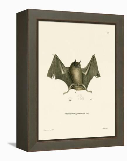 Big Naked-Backed Bat-null-Framed Premier Image Canvas