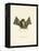 Big Naked-Backed Bat-null-Framed Premier Image Canvas