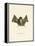 Big Naked-Backed Bat-null-Framed Premier Image Canvas