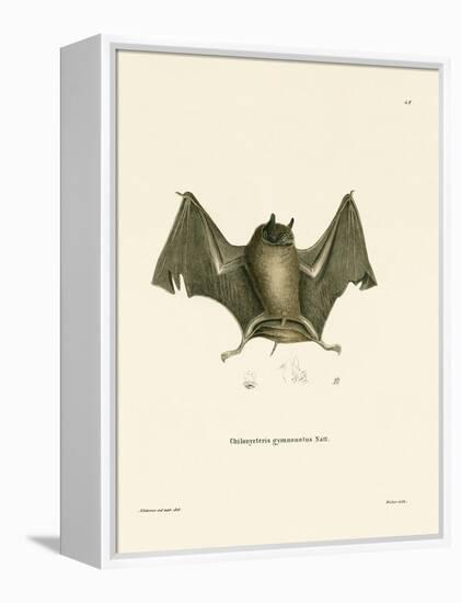 Big Naked-Backed Bat-null-Framed Premier Image Canvas