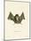 Big Naked-Backed Bat-null-Mounted Giclee Print