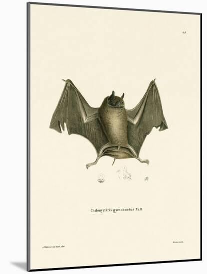 Big Naked-Backed Bat-null-Mounted Giclee Print