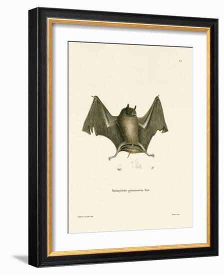 Big Naked-Backed Bat-null-Framed Giclee Print