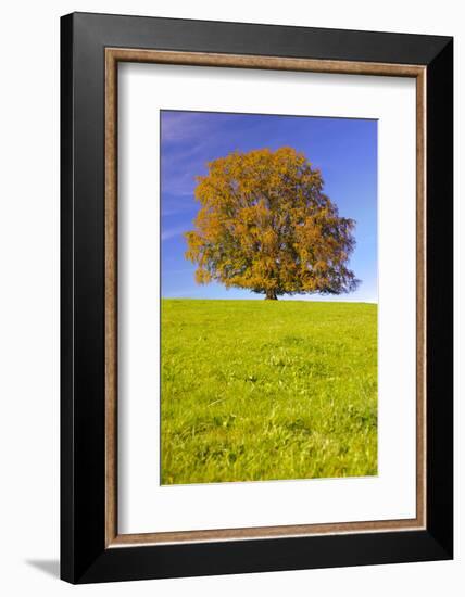Big Old Beech in Autumn in Bavaria-Wolfgang Filser-Framed Photographic Print