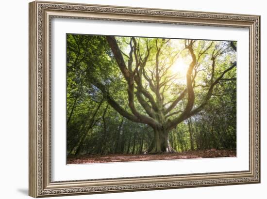 Big Old Broceliande Beech Treet-Philippe Manguin-Framed Photographic Print