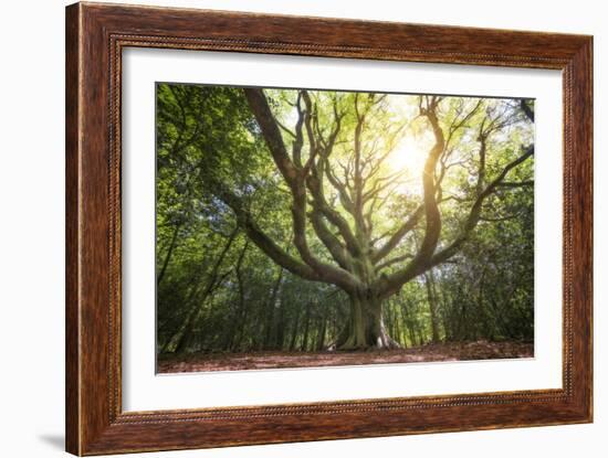 Big Old Broceliande Beech Treet-Philippe Manguin-Framed Photographic Print