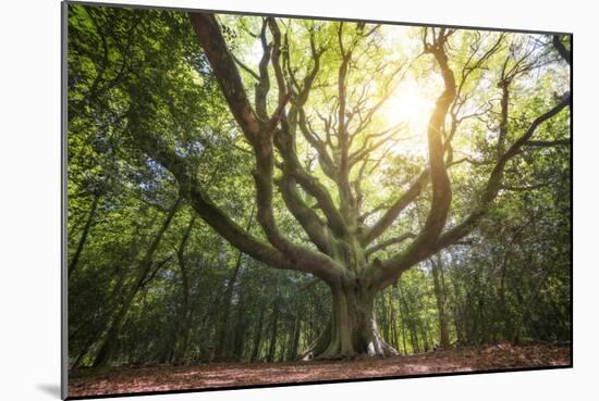 Big Old Broceliande Beech Treet-Philippe Manguin-Mounted Photographic Print