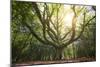 Big Old Broceliande Beech Treet-Philippe Manguin-Mounted Photographic Print