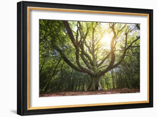 Big Old Broceliande Beech Treet-Philippe Manguin-Framed Photographic Print