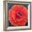 Big Poppy-Ruth Addinall-Framed Giclee Print