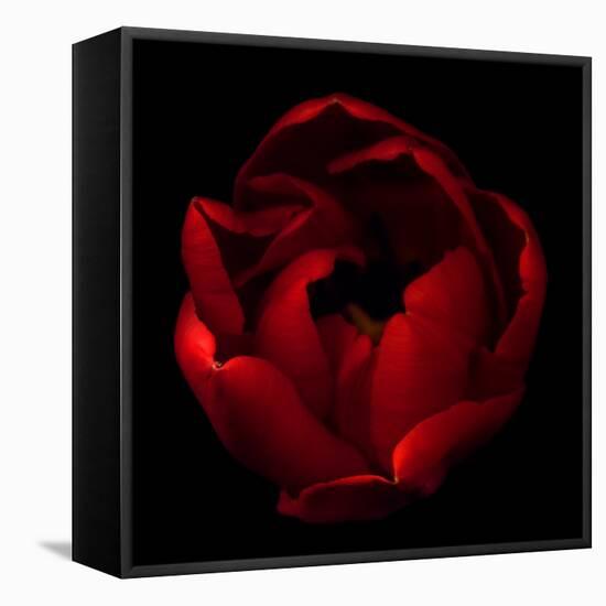 Big Red-Magda Indigo-Framed Premier Image Canvas