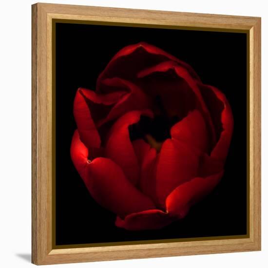 Big Red-Magda Indigo-Framed Premier Image Canvas