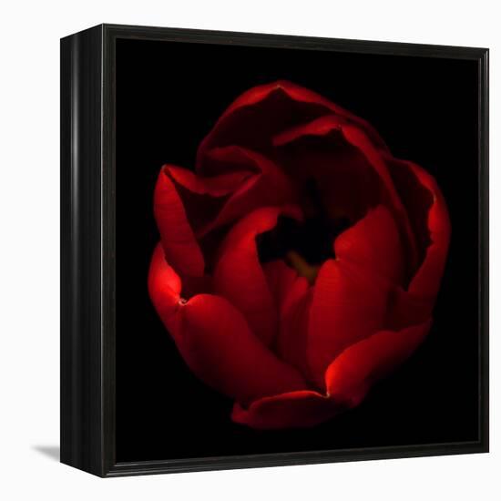 Big Red-Magda Indigo-Framed Premier Image Canvas