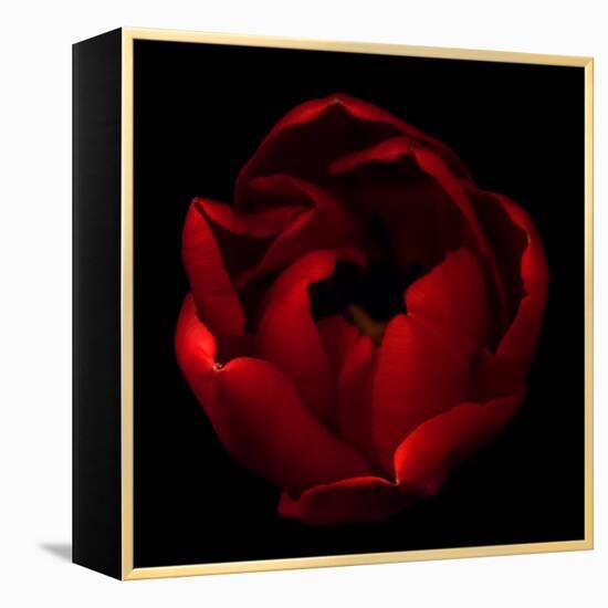 Big Red-Magda Indigo-Framed Premier Image Canvas