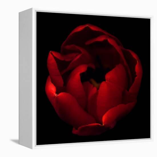 Big Red-Magda Indigo-Framed Premier Image Canvas