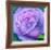 Big Rose, c.2004-Ruth Addinall-Framed Art Print