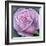 Big Rose-Ruth Addinall-Framed Giclee Print