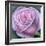 Big Rose-Ruth Addinall-Framed Giclee Print