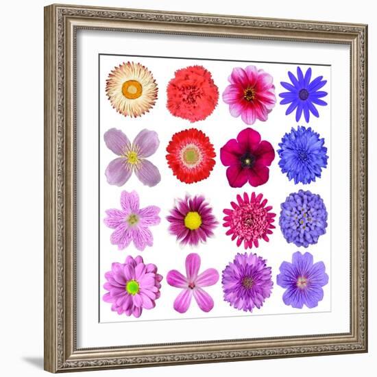 Big Selection Of Colorful Flowers Isolated On White Background-tr3gi-Framed Art Print