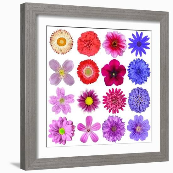 Big Selection Of Colorful Flowers Isolated On White Background-tr3gi-Framed Art Print