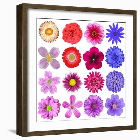 Big Selection Of Colorful Flowers Isolated On White Background-tr3gi-Framed Art Print