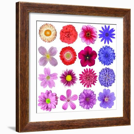 Big Selection Of Colorful Flowers Isolated On White Background-tr3gi-Framed Art Print