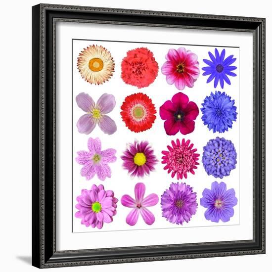 Big Selection Of Colorful Flowers Isolated On White Background-tr3gi-Framed Art Print