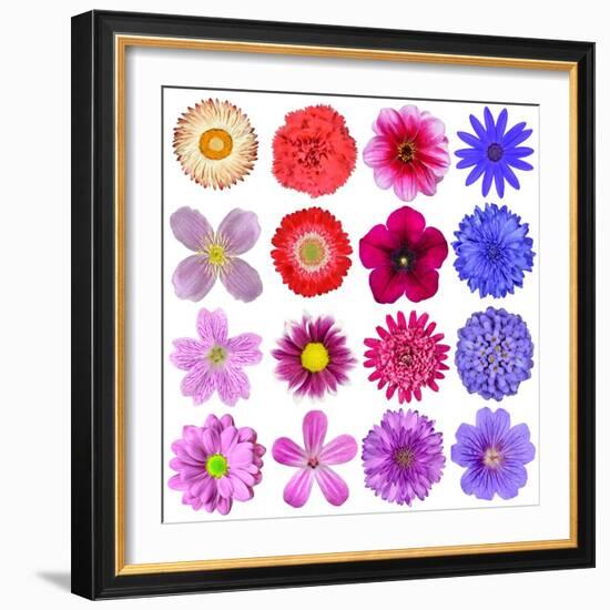 Big Selection Of Colorful Flowers Isolated On White Background-tr3gi-Framed Art Print