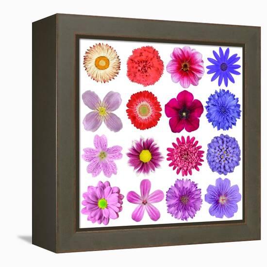 Big Selection Of Colorful Flowers Isolated On White Background-tr3gi-Framed Stretched Canvas